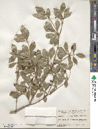 Enkianthus perulatus image