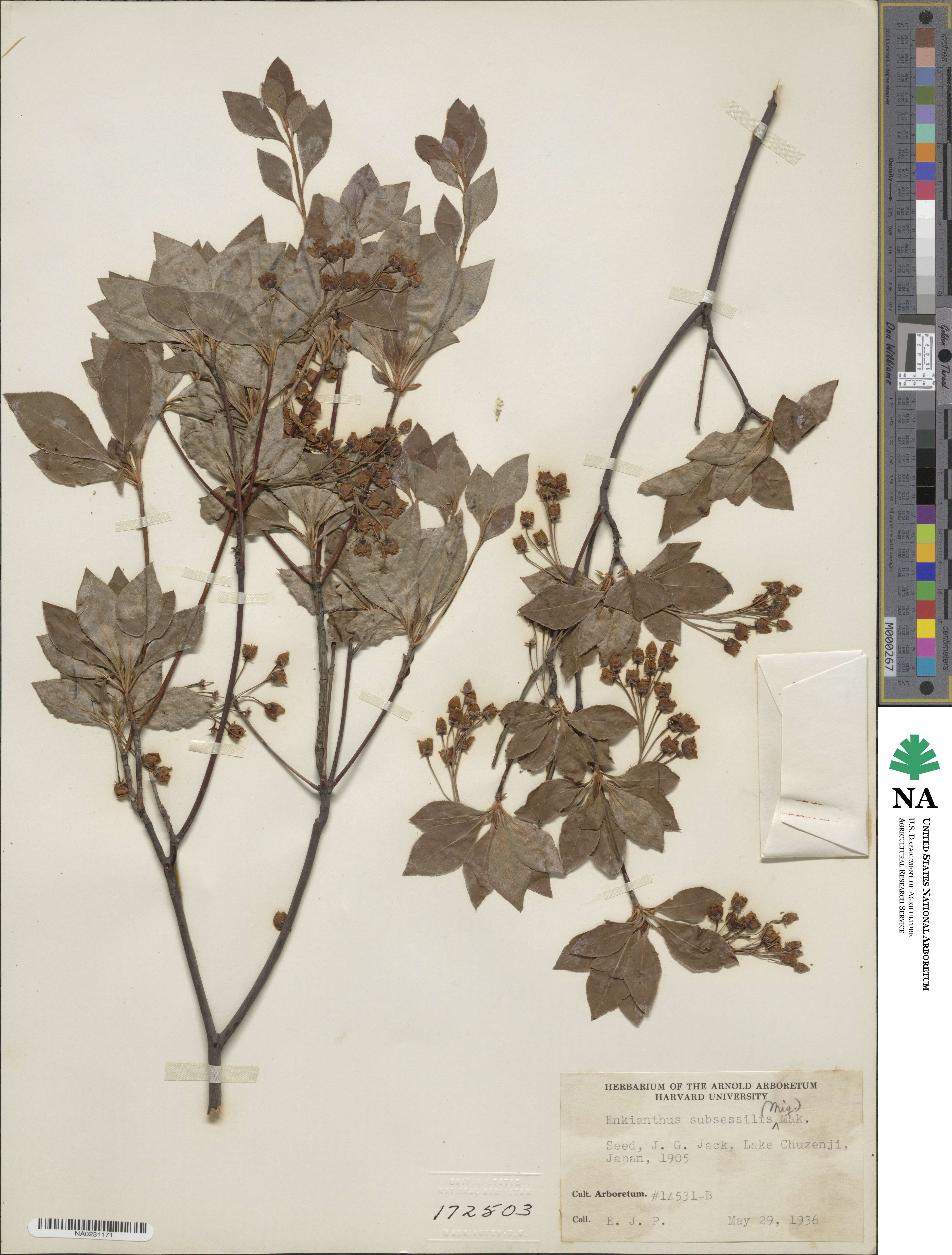 Enkianthoideae image