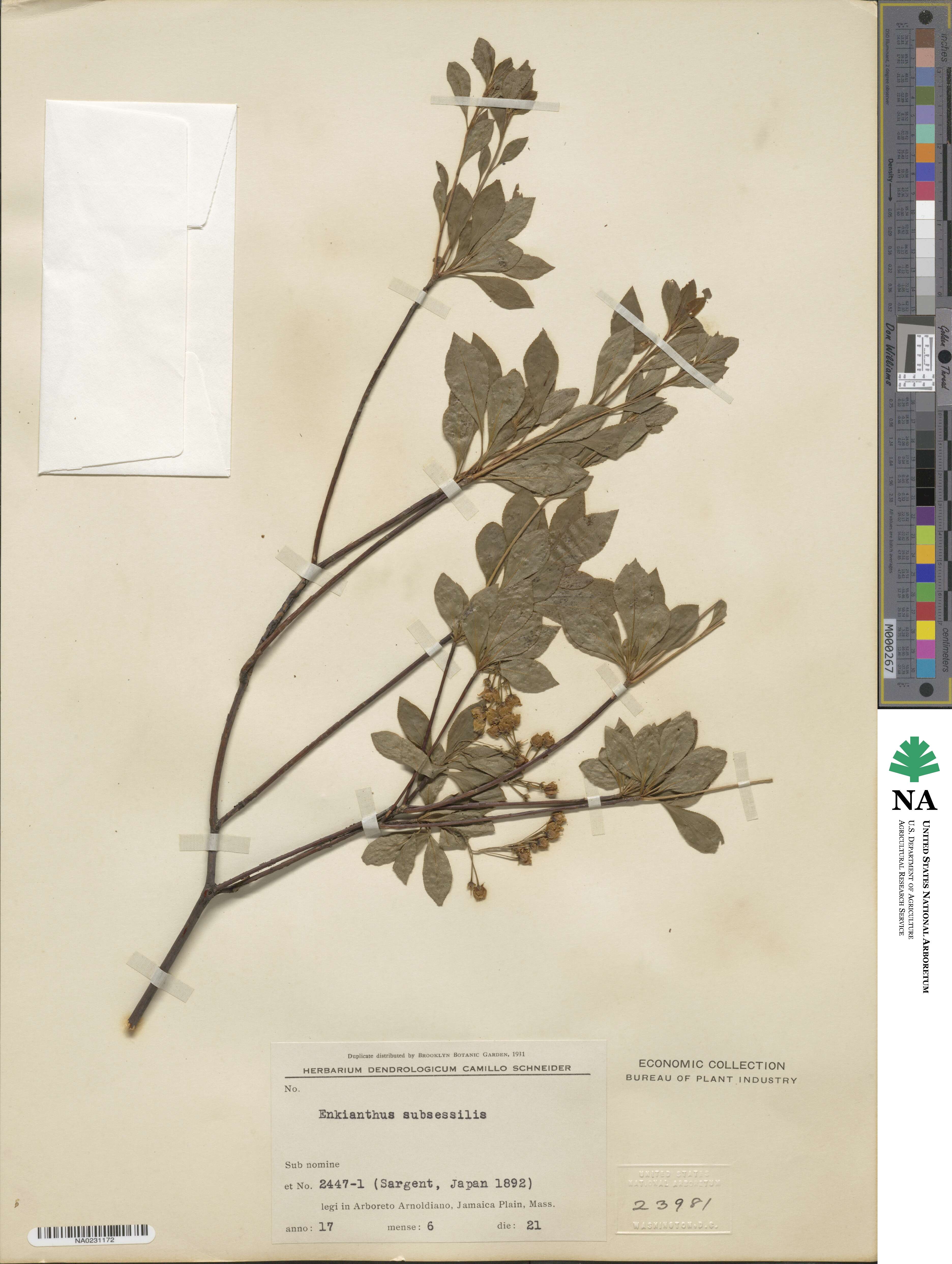 Enkianthus subsessilis image