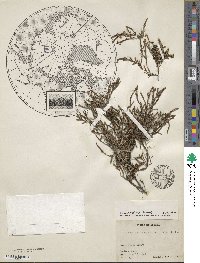 Cassiope lycopodioides image