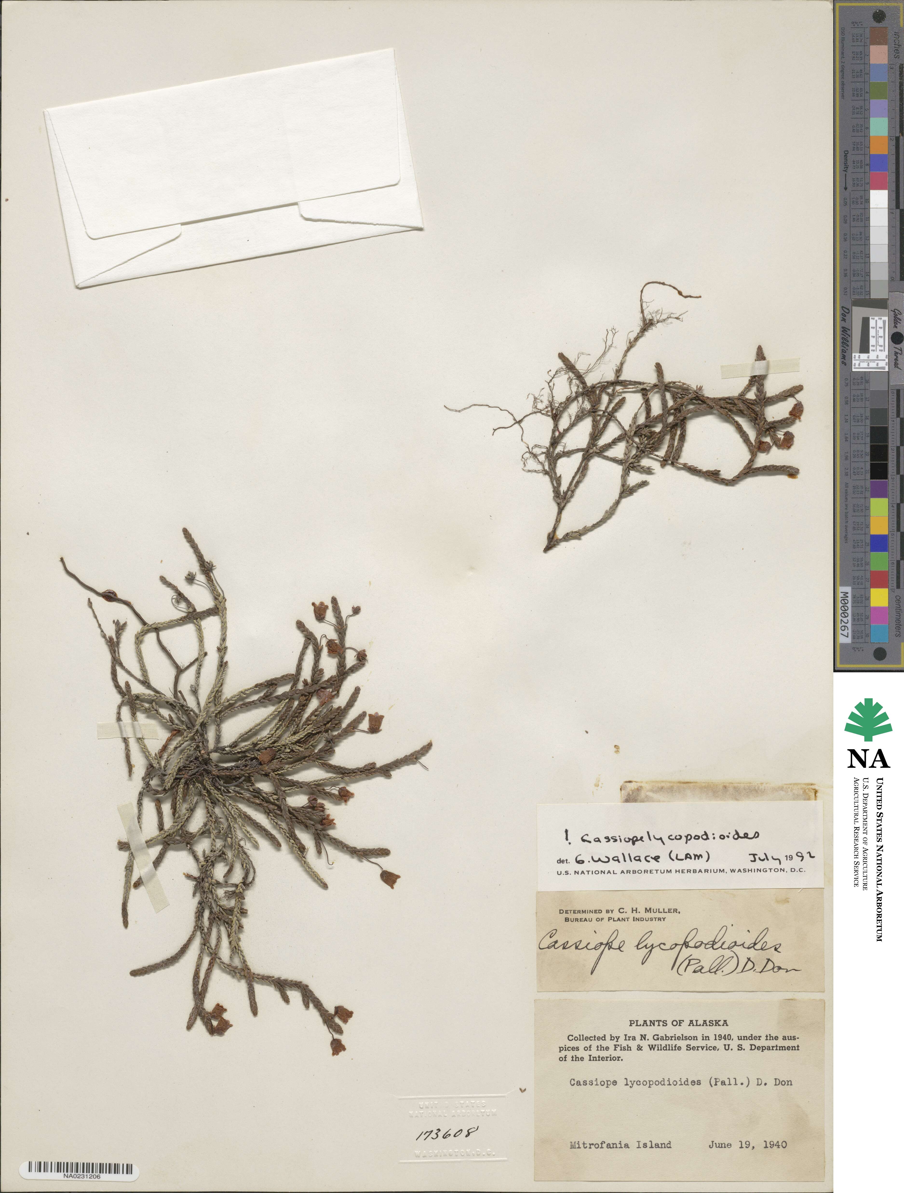 Cassiope lycopodioides image