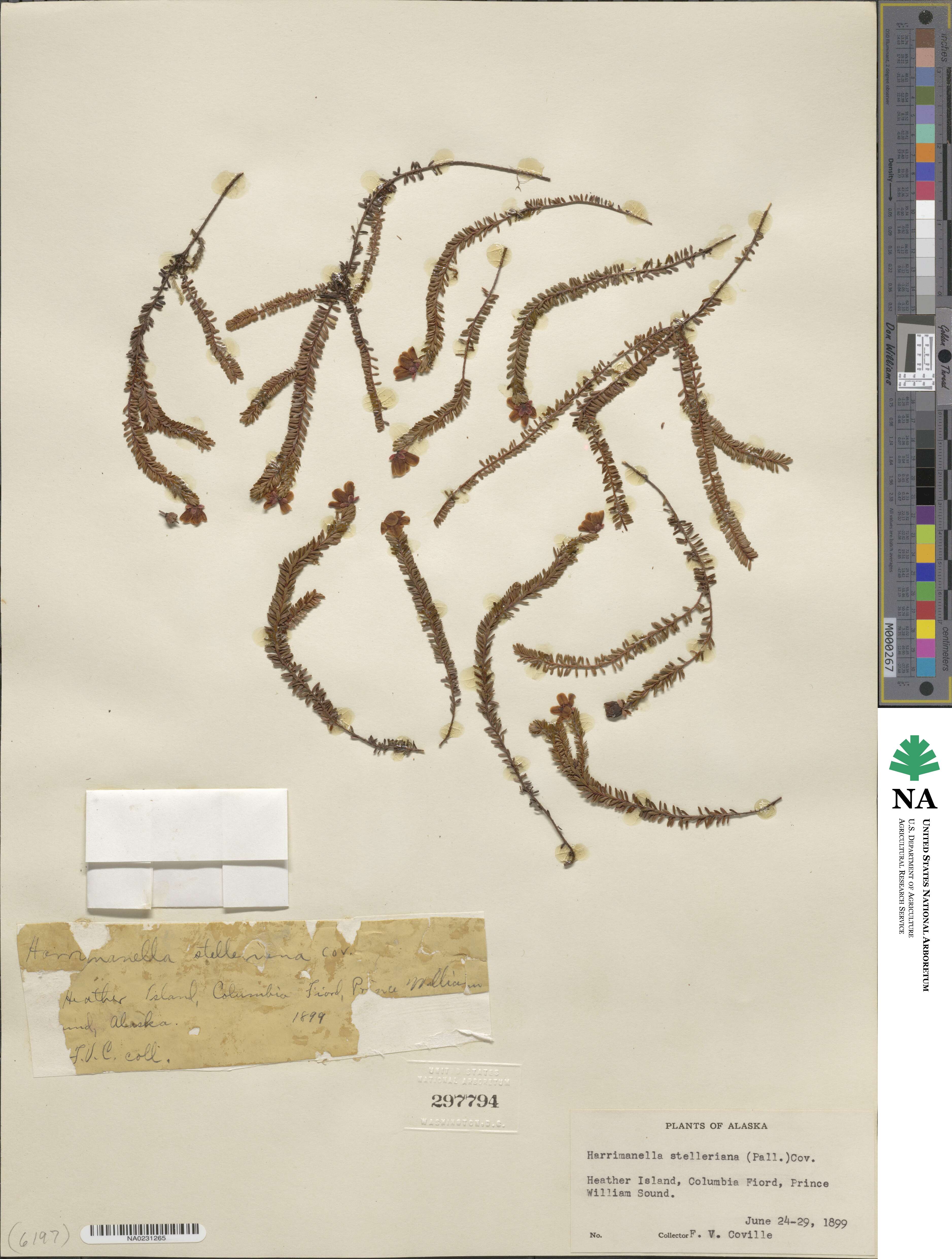 Harrimanella stelleriana image