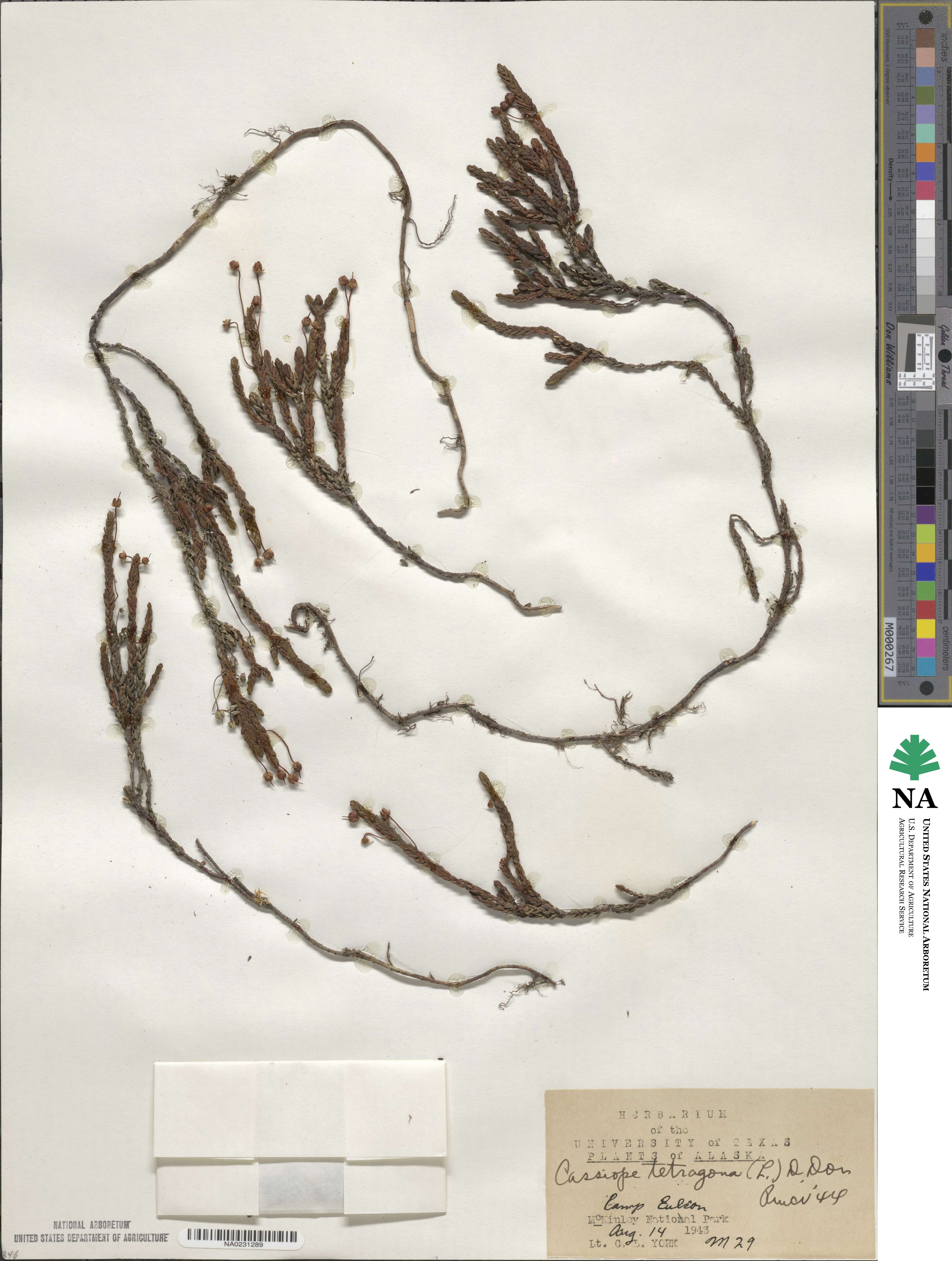 Cassiope image