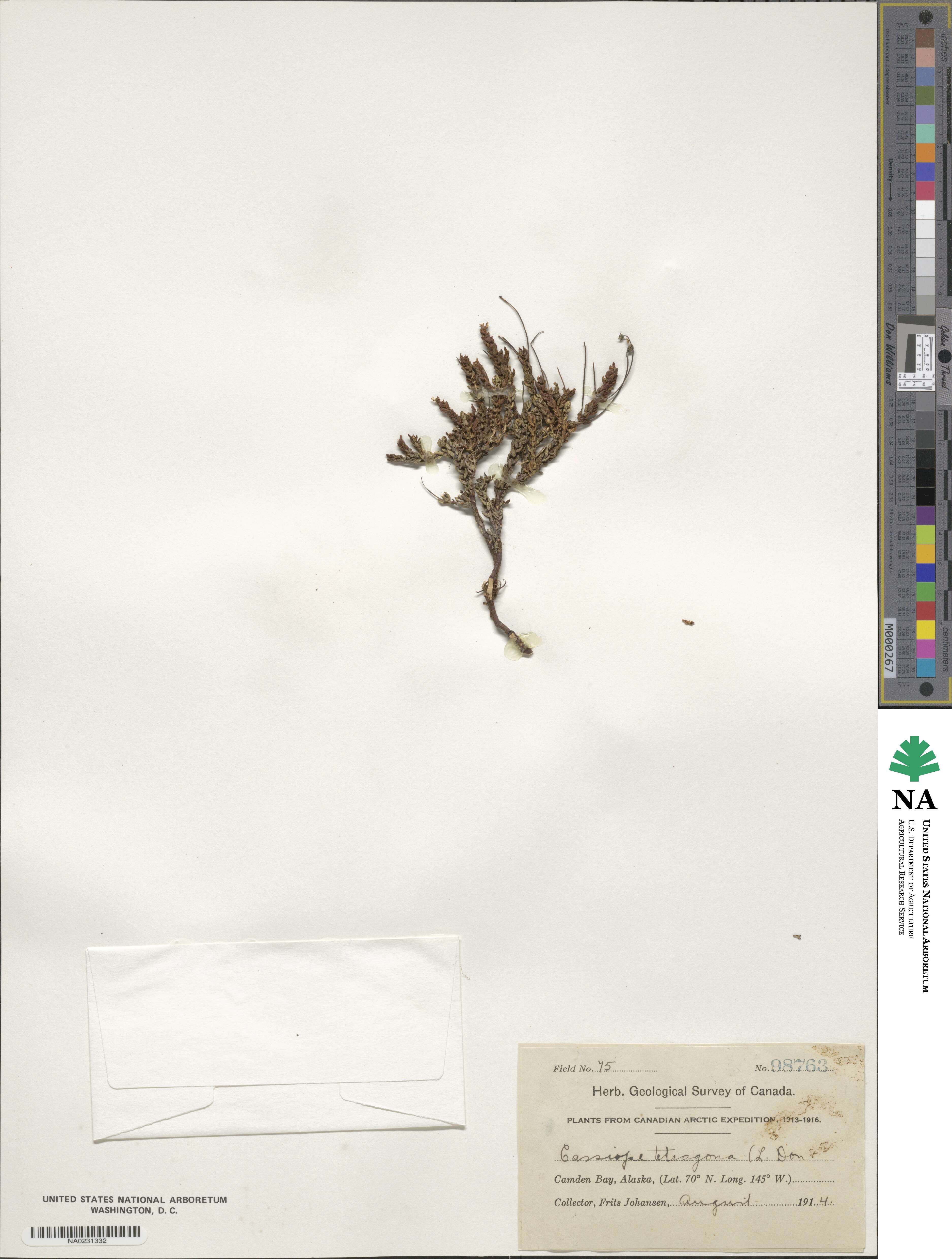 Cassiope tetragona image