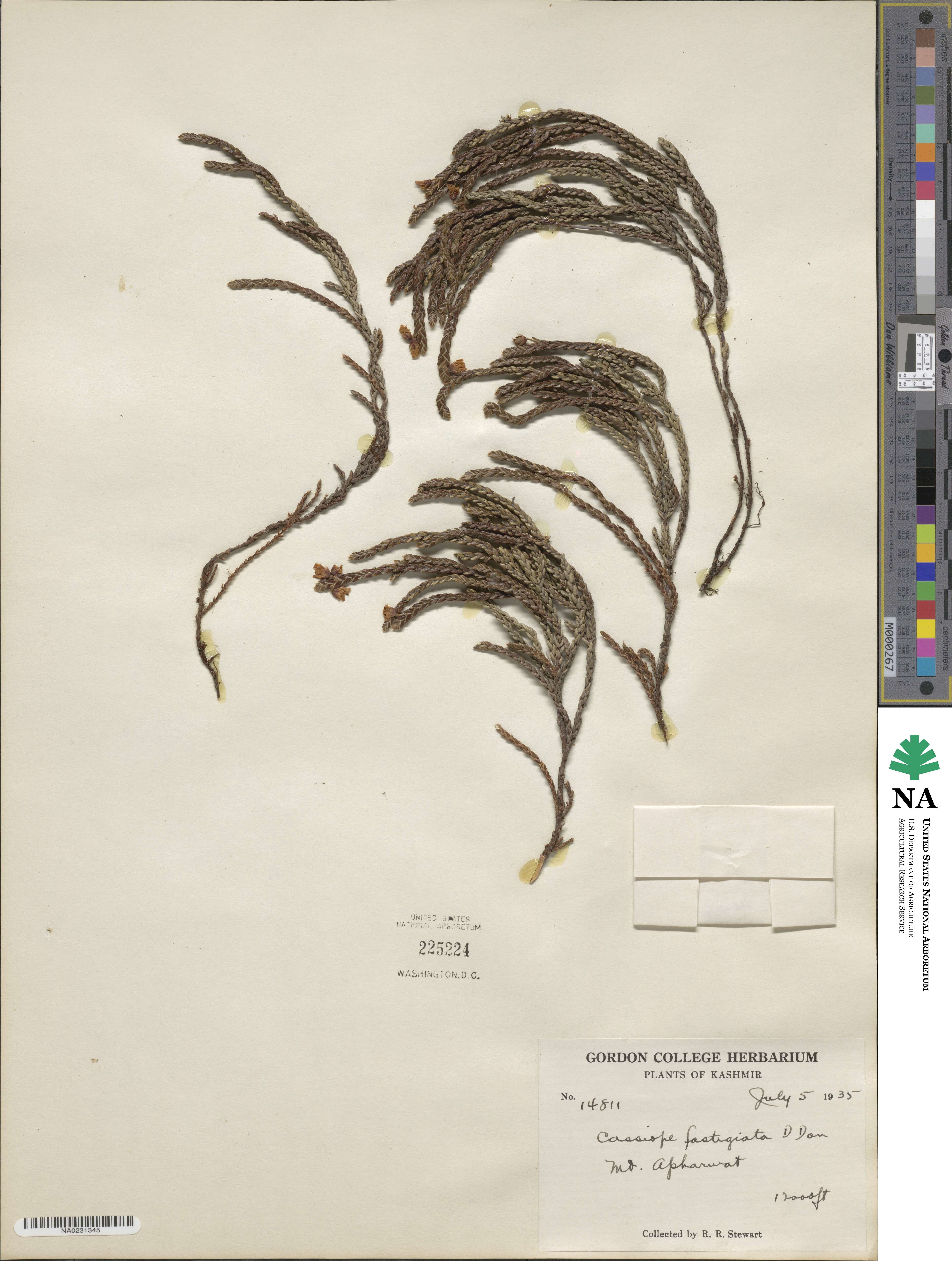 Cassiope fastigiata image