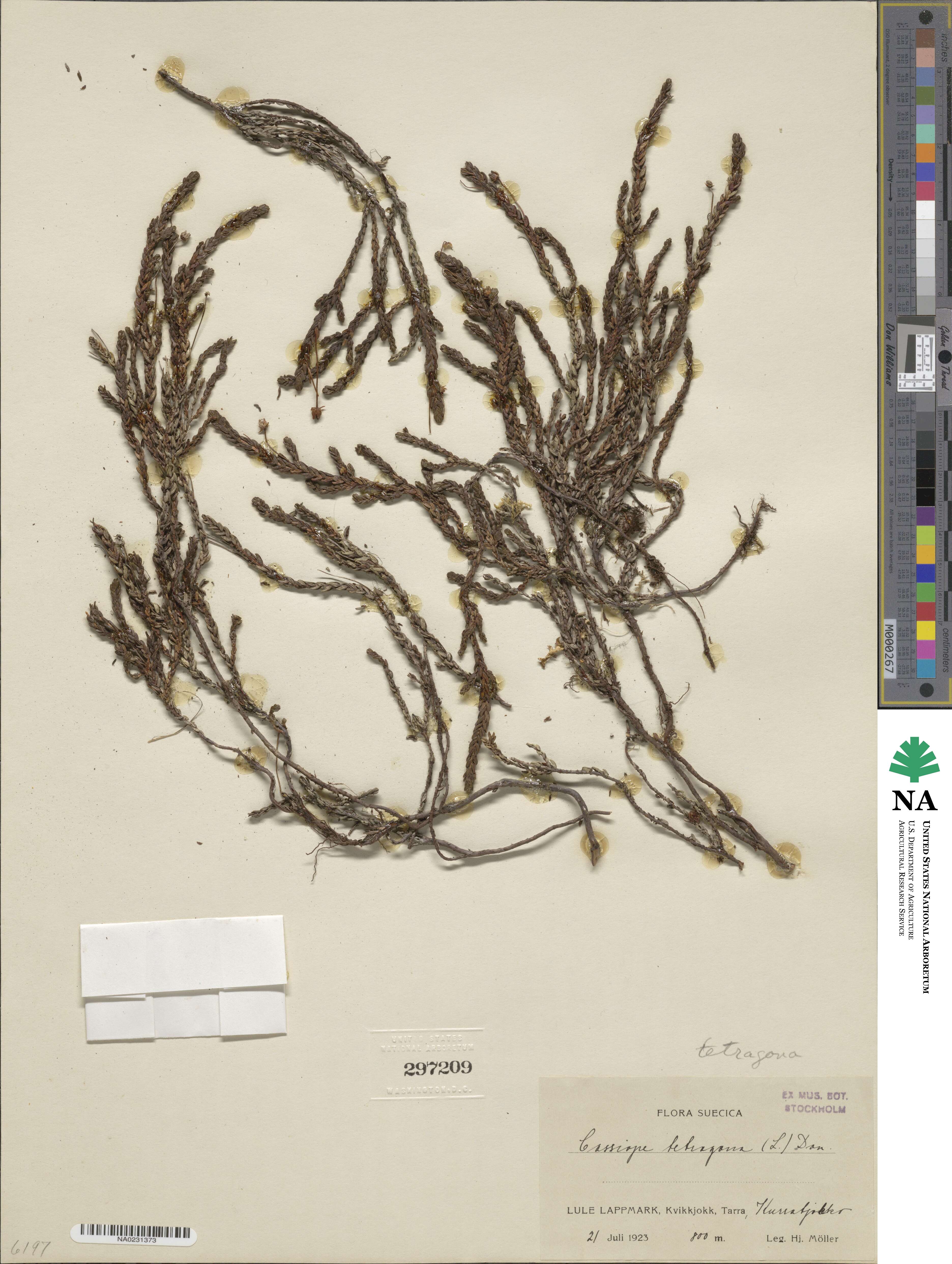 Cassiope tetragona image