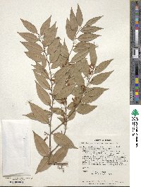 Agarista populifolia image