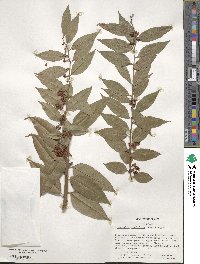 Agarista populifolia image