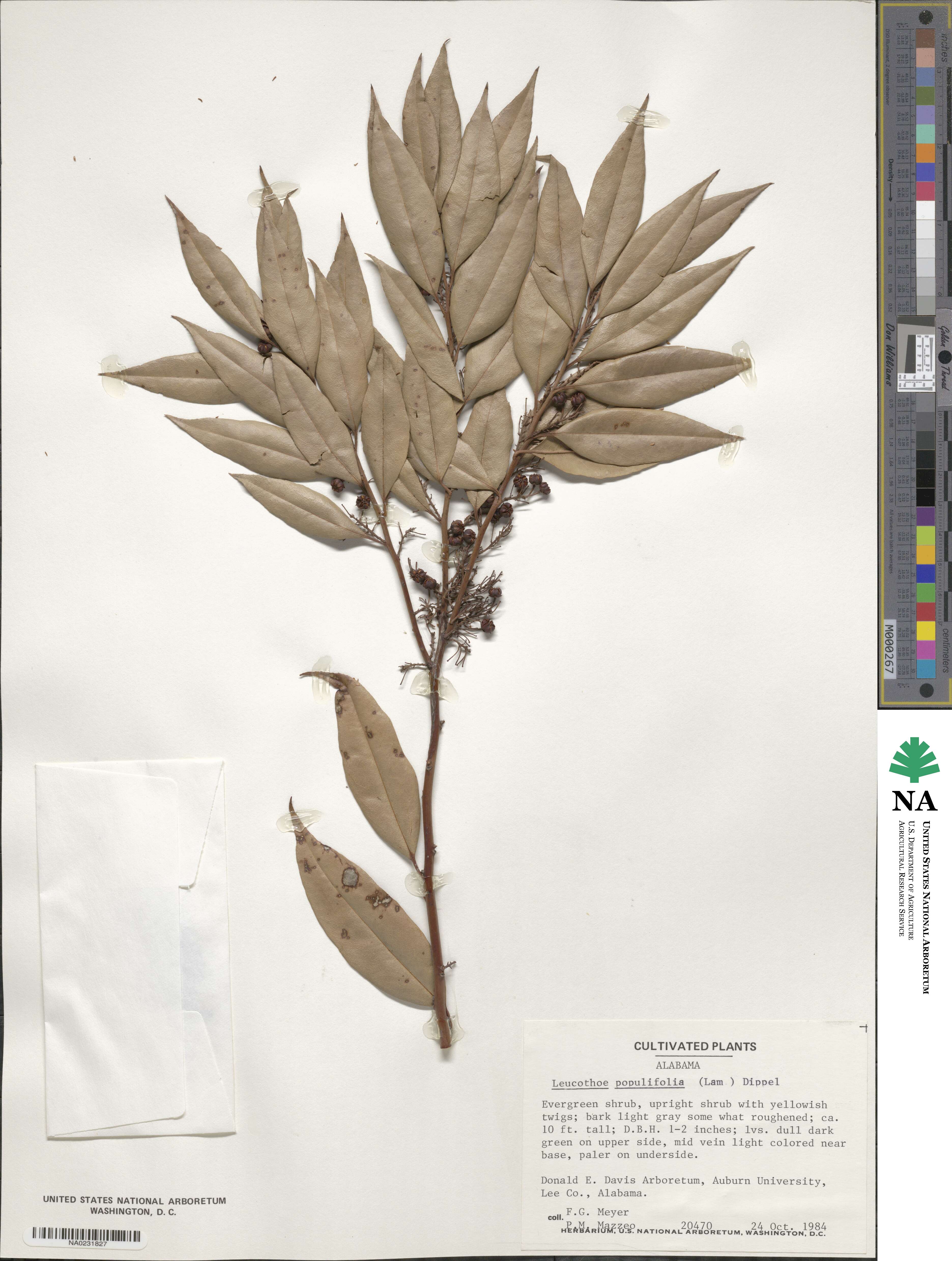 Agarista image