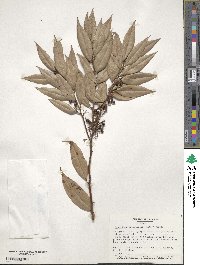 Agarista populifolia image