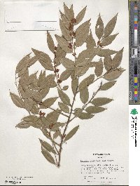 Agarista populifolia image