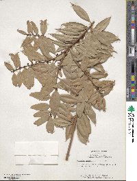 Agarista populifolia image