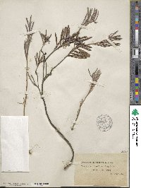 Andromeda polifolia var. glaucophylla image