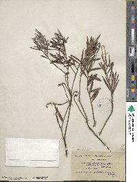 Andromeda polifolia var. glaucophylla image