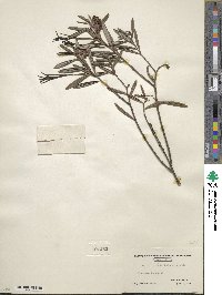 Andromeda polifolia image