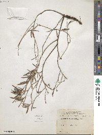 Andromeda polifolia var. glaucophylla image