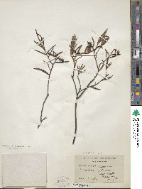 Andromeda polifolia image