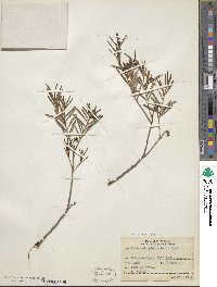 Andromeda polifolia var. glaucophylla image