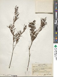 Andromeda polifolia image