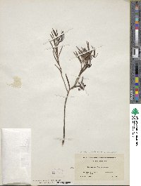 Andromeda polifolia image