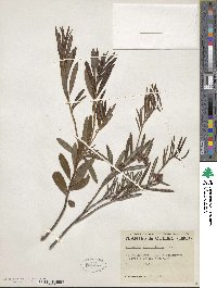 Andromeda polifolia var. glaucophylla image