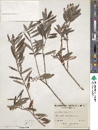 Andromeda polifolia image