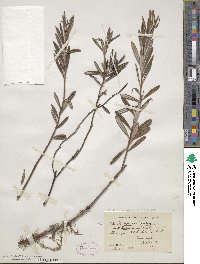 Andromeda polifolia image