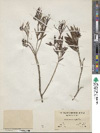 Andromeda polifolia image