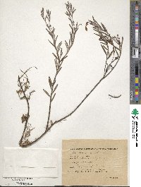 Andromeda polifolia image