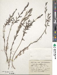 Andromeda polifolia image