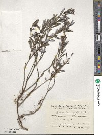 Andromeda polifolia image