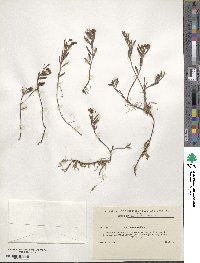 Andromeda polifolia image