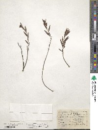 Andromeda polifolia image