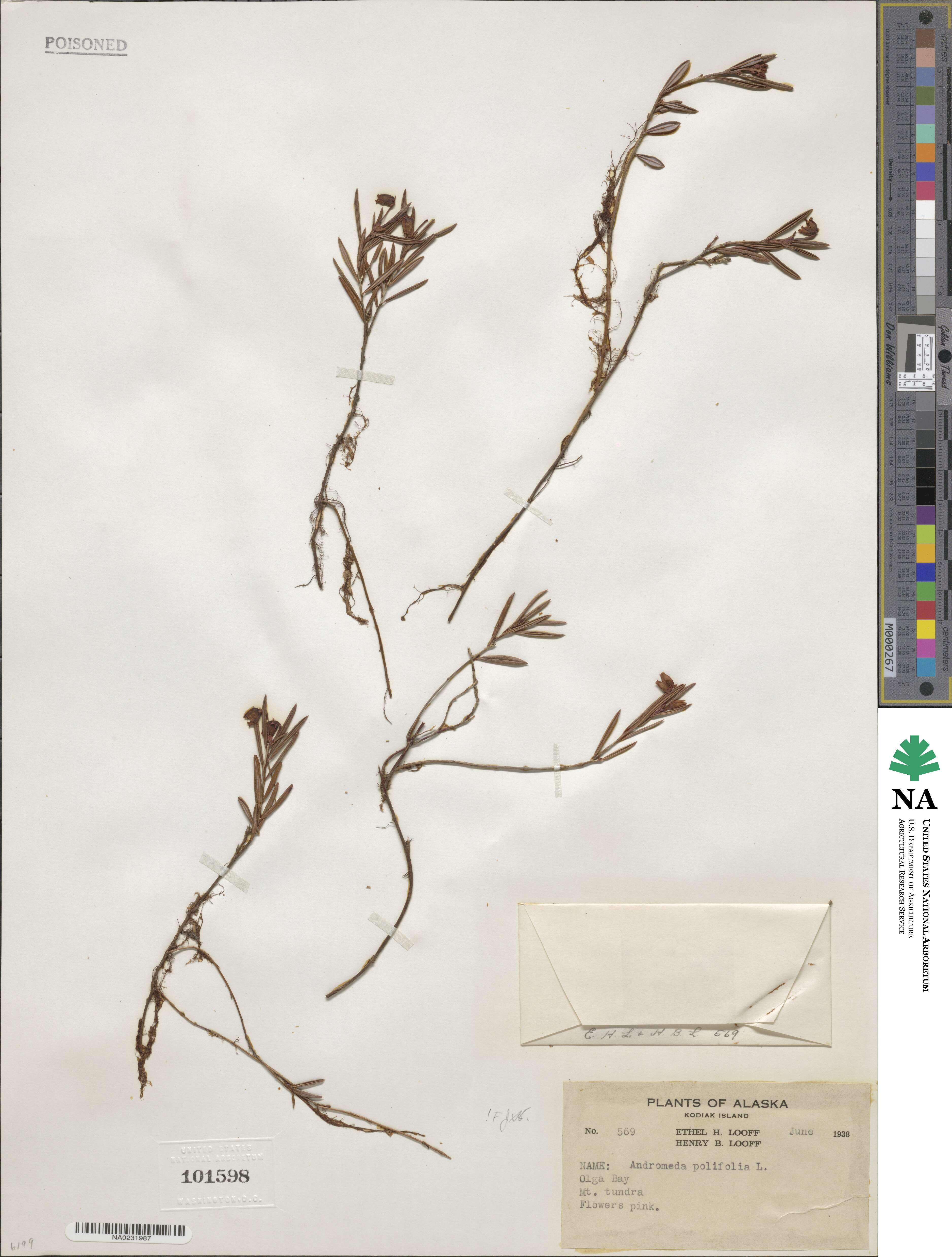 Andromeda polifolia image