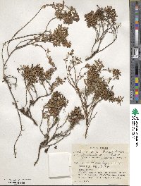 Arcterica nana subsp. nana image