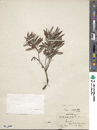 Andromeda polifolia var. glaucophylla image