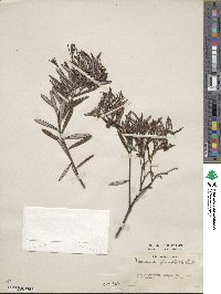 Andromeda polifolia var. glaucophylla image