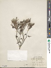 Andromeda polifolia image