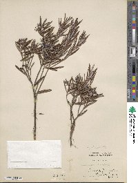 Andromeda polifolia var. glaucophylla image