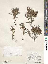 Andromeda polifolia image