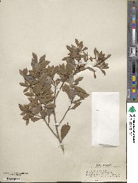 Lyonia ferruginea image