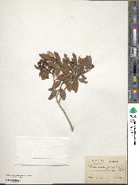 Lyonia ferruginea image