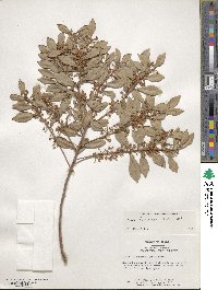 Lyonia ferruginea image