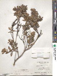 Lyonia ferruginea image