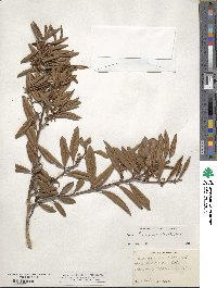 Lyonia ferruginea image