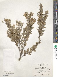 Lyonia ferruginea image