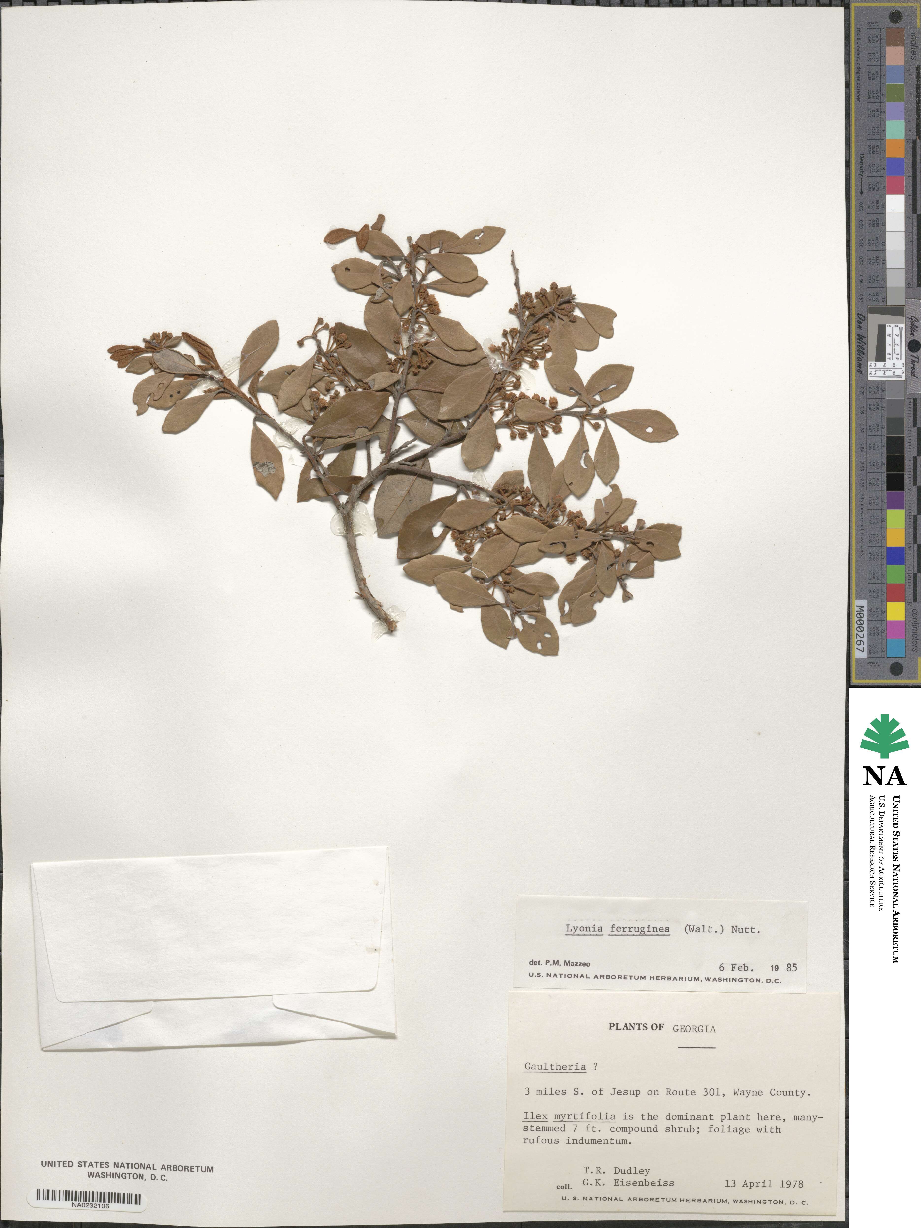 Lyonia image