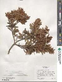 Lyonia ferruginea image