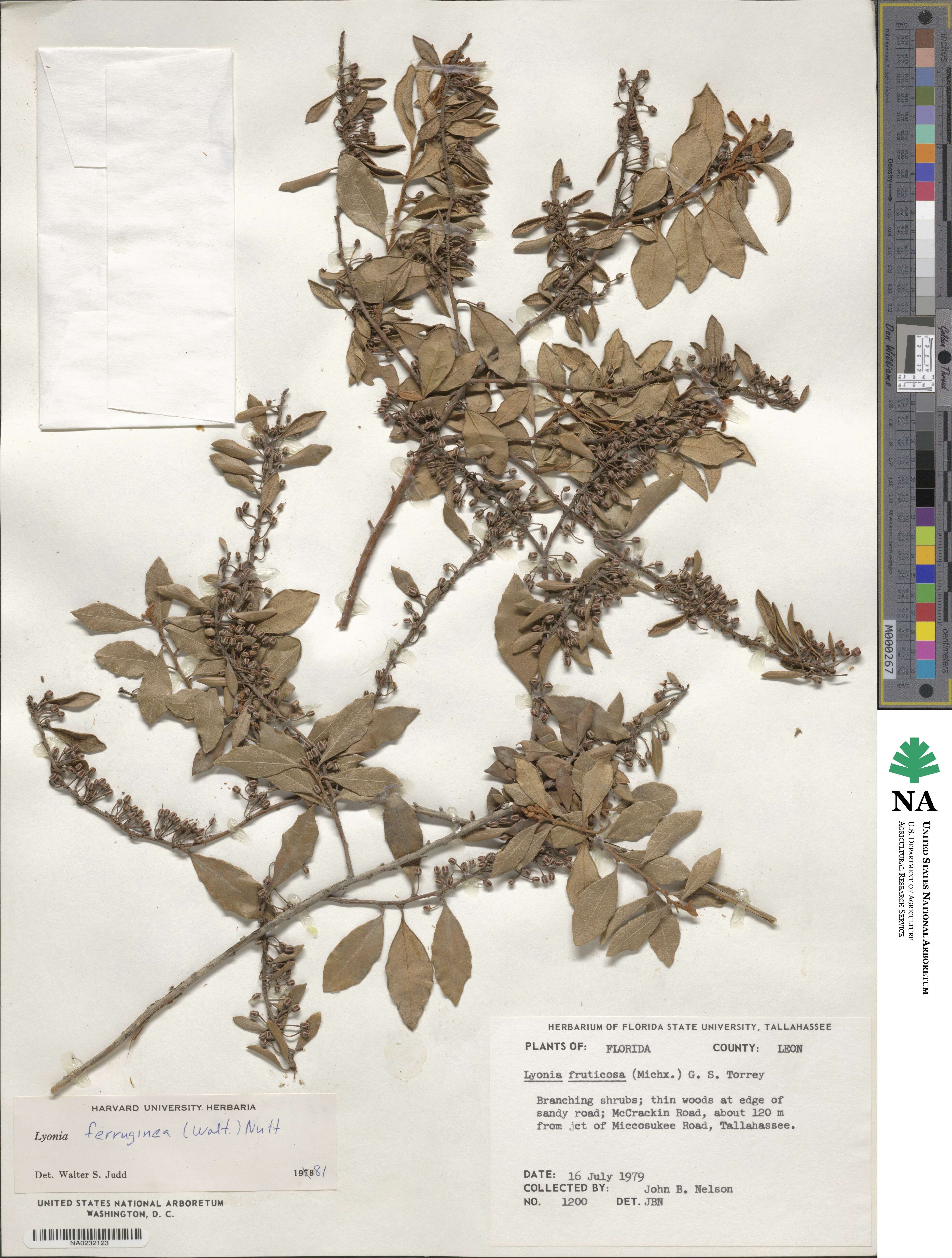 Lyonia ferruginea image