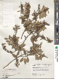 Lyonia ferruginea image